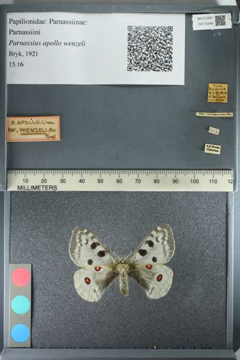 Media type: image;   Entomology 175248